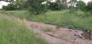 Torchwood female lionesses and one cub,Malamala boundary# Yesterday | Africa Journey Nature Experience