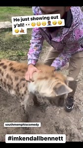 433K views · 2.3K reactions | “Under Control huh?!” 類臘‍♂️藍藍藍酪 #hyena #trainer #funnyashell #funnyanimals #funnyvoiceover #voiceover #wildanimals #wildpets #toofunny #biting #grip #commands #ahtaht #showingout #seethere #fyp #funnyreels #explore #trending #southmemphiscomedy #imkendallbennett #checkplease | Kendall Bennett | Facebook