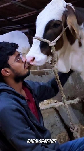 8.8K views · 167 reactions | ❤️曆 TITLI 曆❤️ The Icon of Pure Love & Beauty  AQ Cattle & Goats Farm QUALITY is our IDENTITY  03360237367 | Cattle Market Karachi | Facebook
