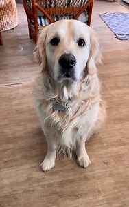 Dis Bubba miss his beach LISA! 🙄 Deprived Beach Bubbacini | Along Came Polly, Rosie and Bubba