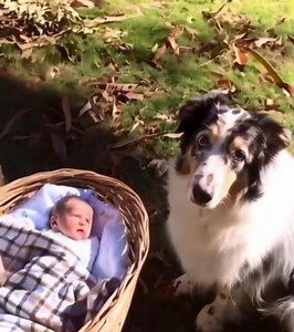 13K views · 104 reactions | J’ai entendu mon chien aboyer dans le...