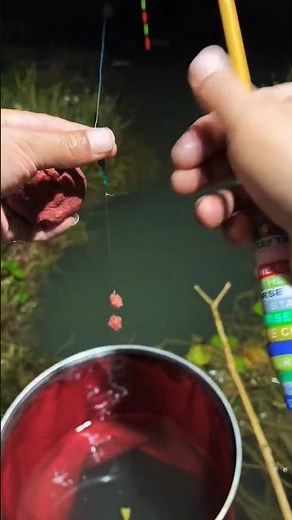 Fishing with red corn🌽 bait By Rod & Reel | #fishing #nightfishing