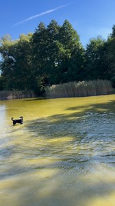 10K views · 176 reactions | #bordercollieandaussie #summervibes | Legendary StarDust Farm | Facebook