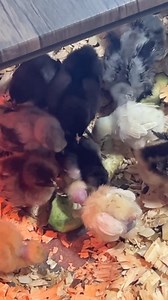 Tractor supply is not teaching your chicks to be chickens and look for veggies to eat. Many some people won’t agree with me.. but if it happens in nature; God created it.. therefore it couldn’t be wrong! | Texas Chicken Ranch of De Leon