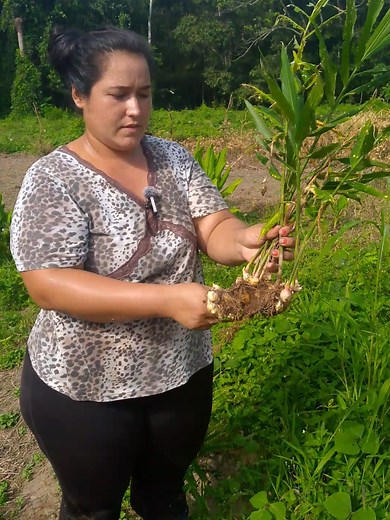 Cosecha de Jengibre, Cúrcuma y Jamaica