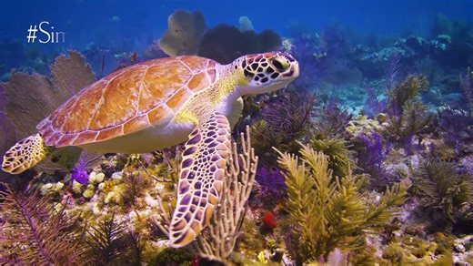 41K views · 2.9K reactions | #SimplyTheKeys Meet a glorious resident of our coral reefs. | The Florida Keys & Key West | Facebook
