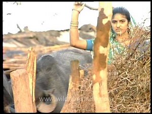 Buffaloes of all sizes in rural India