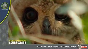 Ka daawo YouTube hadda | Rashka Barre