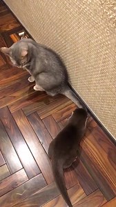 285K views · 10K reactions | I can also make friends with a cat with a breath  Credit: love_otter_love | Otter | Facebook