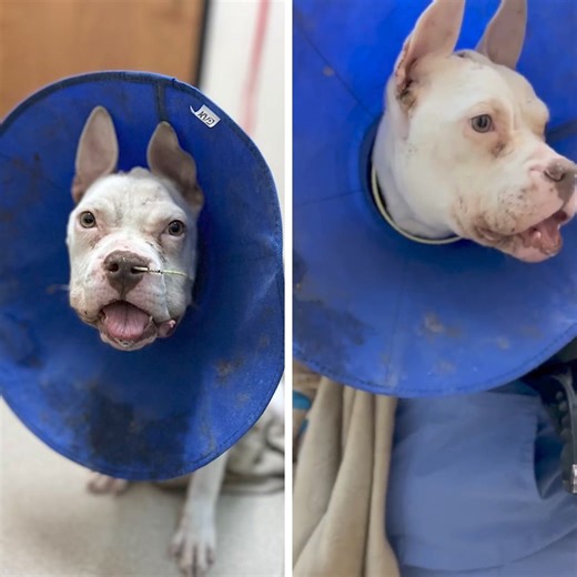 After brutalizing her to her breaking point, Selena’s cruel abuser abandoned her on the streets with broken bones and maggot-infested wounds. This poor girl had been subjected to violence over and over again until her tormentor decided they’d had their fill and dumped her like trash. Selena was recently discovered wandering the streets near our shelter, her body covered in unimaginable injuries. This poor girl had been heartlessly abandoned by her previous owner. Our only clue to Selena’s past w