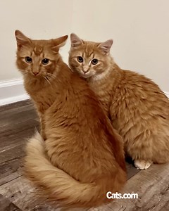 347K views · 10K reactions | She reunited these feral street cats and showed them what love is ❤️ : @fruitsfamilyfarm | Cats.com | Facebook