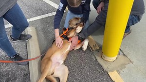 Darlington County Humane Society Rescue on Reels