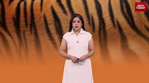 3.9K views · 12 reactions | Do India's tiger reserves have enough space? @SnehaMordani #IndiaTodayExplainer | India Today | Facebook