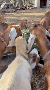 95K views · 924 reactions | Go green after taking your Christmas tree...