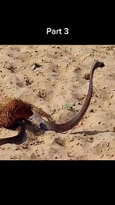 Mongoose hunting king cobra😱 #wildanimals #kingcobra #mongoose #animals | Snake Boss