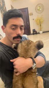 4K views · 21K reactions | سيمبا تعالي فوق ❤️ #شمس_نبوي_مصر懶礪 #ملكه_العقبان_ف_مصر懶礪 #اقوي_جولدنيه_مدربه_ف_مصر懶礪 #حيونات_نوادر_ف_مصر懶礪 | Mustafa Nabawy | Facebook