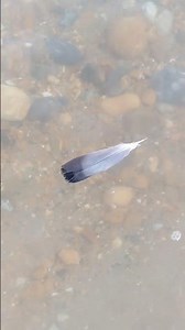 Seagull feather floating on water