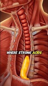 How Mango Is Digested and Absorbed Inside the Human Body #MangoBenefits #FruitDigestion #HealthyEating #HumanBody #NaturalEnergy #nutritioneducation | Flavor Fix USA