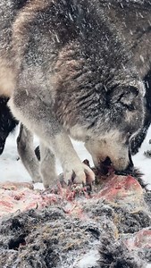 Akela 🌏🖤🐺 #wolf #canadianwolf #blackwolf #akela #russia #russianwolf | blackcanadianwolf