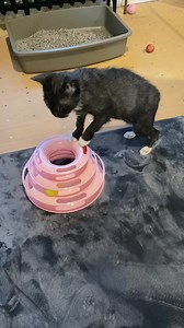 Our sweet appeal cat Jess has gone out to foster again now we know she doesn't have ringworm. She is staying with one of our amazing volunteers who has really taken a shine to her. Jess is enjoying it here as she is getting special foam shampoo massages and plenty of kisses and cuddles! 😻 We think Jess will rate her stay here a 5/5 on Cattripadvisor... Who knows she might even stay there permanently! 🐈‍⬛🖤 | Yorkshire Cat Rescue