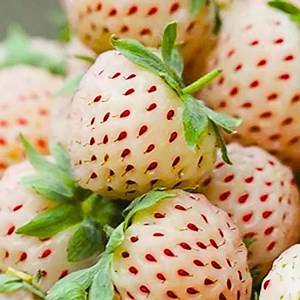 200 graines de fraise laitière – Type fraise pâle pour pots et plates-bandes | Sans OGM - Etsy France