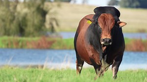 1.9K views · 57 reactions | GUARDIAN of the Galaxy! | Hurwitz Farming | Facebook