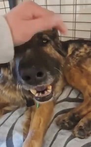  Please support Adda's  PACEMAKER implantation, because only this...