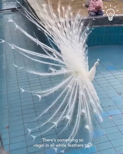 370K views · 10K reactions | Let’s witness the beauty of peacocks together! 連#animal #funnyvedio #fbreels #highligtheveryone #fypシ゚ #foryou #MarkZuckerberg #Chatgpt #reels #viral #funny #everyone #troll #Amazing #california #memes | Papa Ken Bacolod | Facebook