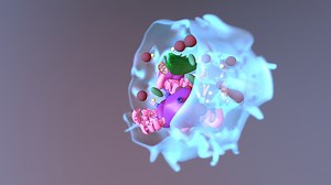 Neutrophil - 3D model by brad.kwarta