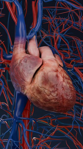 Why does a Heart Attack happen? 3D explanation with VOKA 3D Anatomy & Pathology A heart attack, or myocardial infarction, occurs when blood flow to the heart is suddenly blocked, depriving the heart muscle of oxygen. Without immediate intervention, the affected tissue begins to die, leading to serious complications or even heart failure. Here’s what happens inside your body during a heart attack: 🔻 Blocked artery – fatty deposits (plaques) can rupture, causing a blood clot that obstructs the co