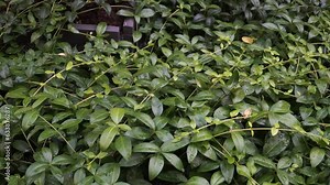 Lesser Periwinkle (Latin: Vinca minor) - a perennial evergreen plant with dark green leaves that contains multiple compounds called vinca alkaloids, which give the plant its medicinal properties.
