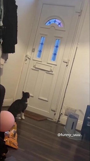 Funny Cats Captured in Hilarious Home Moments