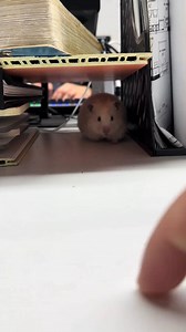 65K views · 3.9K reactions | Who can relate? The office hamster stretching is just too cute!  | Hamster Knight | Facebook