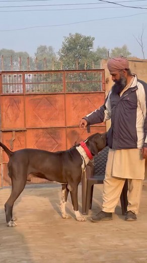 25K views · 1.8K reactions | ll B!G S!ZE BOSHAN BULLYKUTTA Balkaran Bajwa from Haryana India ll  Legendary Bullies Of Bully Kutta World #pakbully #Pakistani_Bully #pakistanibully | Great Bully and Pitbull Legends | Facebook