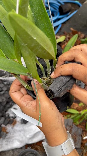 Repoting yang benar ala kebun anggrek Dani Orchids. Selengkapnya bisa cek VOD dengan cara klik tombol tonton video dibawah ini. #Cattleya #orchidlover | Leni March