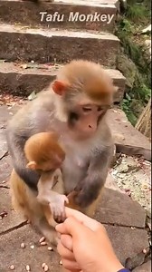 117K views · 286 reactions | Smart Monkey With Human | Koha Jazlynn Kaitlyn River | Facebook