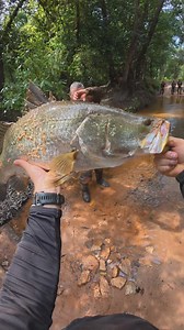 Barra off a 500, does it get any better! #barra #ktm500exc #capeyork | Top End Moto Tours