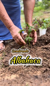 20 reactions | Con esta siembra tendré para hacer mis recetas | Cocinando con Alma | Facebook