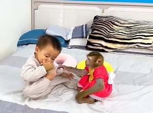 9.3K views · 339 reactions | Tries not to laugh seeing Diem feeling bed smell ask monkey Kaka help her | Genius Kaka | Facebook