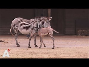 Zebraveulen geboren in Artis