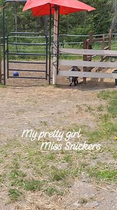 3.8K views · 180 reactions | Miss Snickers and her strut - she is a piece of work! Love our little barn diva. #draftyfarms #blessed #barnlife #farmlife #countryliving #sncickersthegoat | Drafty Farms | Facebook