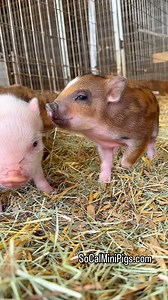 Want to see the cutest baby piglets ever?!? SoCalMiniPigs.com #piglet #piggy #babypig | socalminipigs.com