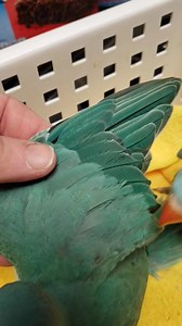 Some of our Indian ringnecks available #whidbeybirds | Whidbey Birds