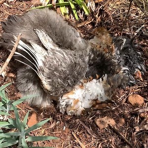 115 reactions · 13 shares | Typical Mama, can’t even have a bath alone!  #dustbathing #aussiechickens #backyardchickens #backyardchooks #chickensofinstagram #happychooks #crazychickenlady #chickenpaparazzi #loveyourchooks #freerangechickens #herechookchook #mygarden #cottagegarden #australia #bantamchickens #poules #galline #höns #hühner #poultrypose #galinhas | Herechookchook | Facebook