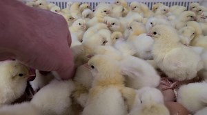 2.8K views · 154 reactions | Delaware baby chicks hatching at cackle hatchery | Cackle Hatchery | Facebook