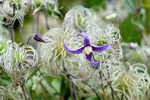 Clematis: Don't plant climbers — plant clamberers