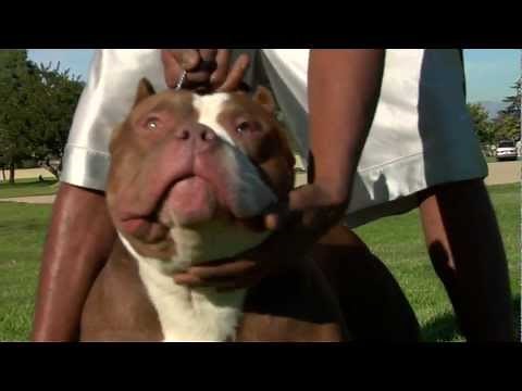 AMERICAN BULLY - ONE OF DAX'S BEST PRODUCTIONS - CH BROWNIE