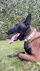 14K views · 284 reactions | Belgian Shepherds  Malinois, Groenendael, Laekenois, Tervuren. | Олександр Мамайчук | Facebook