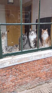 33K views · 1.4K reactions | Spotted in Leeuwarden Netherlands | ekekekkekkek | Facebook