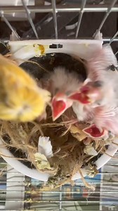 5.4K views · 202 reactions | Feeding Time  . . . . . @Canarieswithcare #reelsfb #fbreelsfypシ゚viral #kanarienvogel #fbreels #reels #canary #reelfbシ #fbreelsviral #reel | Canary birds Kanarienvögel | Facebook